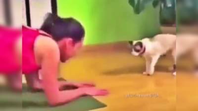 Video : अशा नकला तर माणसंही करू शकणार नाहीत! पाहा, प्राण्यांचे मजेदार क्षण... एका क्लिकवर...