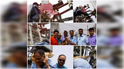 Pune : छतावरच्या 30 फुटी टॉवरवर अडकली होती मांजर, अनोखी शक्कल लढवत अग्निशामक दलानं केली सुटका; पाहा Video