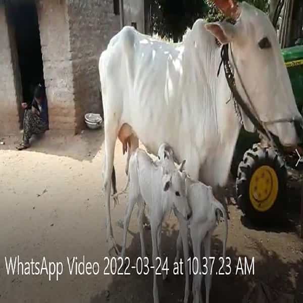 शेतकरी दुभत्या जनावरांना कुटुंबातील सदस्या प्रमाणे जपत असतात.गायीसाठीचा खुराक चारा सगळ्याची पुर्तता करण्यासाठी दिवसरात्र शेतकरी राबत असतो.