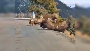 Vultures : कोणत्यातरी गंभीर विषयावर बोलावण्यात आलीय तातडीची बैठक, पाहा गिधाडांचा Viral video