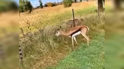 बाजूला चित्ता असूनही घाबरत नाही हरीण, काय कारण? पूर्ण पाहा हा Viral video