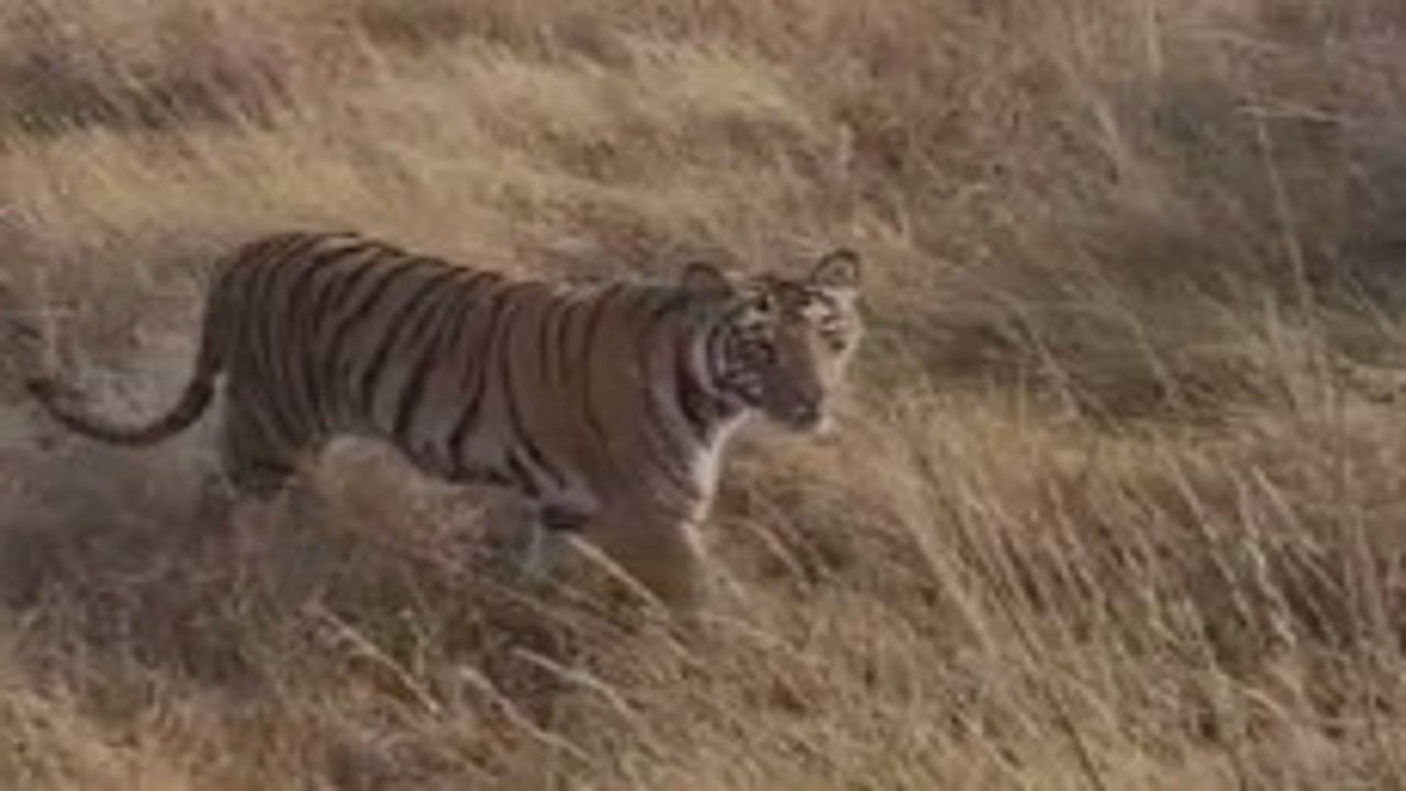 तुमसर येथील महेश गायधने हे आपल्या मित्रांसोबत उमरेड-करांडला अभयारण्यात काल सकाळी जंगल सफारीला गेले होते. त्यांना सूर्य वाघ, फेरी वाघीण व त्यांचे 5 छावे पाहायला मिळाले. 