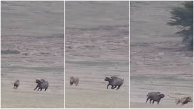 म्हशीशी सामना करणं सिंहाला पडलं भारी! जीव मुठीत घेऊन पळावं लागलं, Video viral