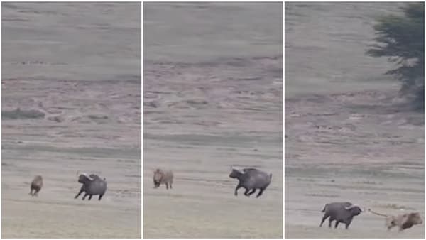 म्हशीशी सामना करणं सिंहाला पडलं भारी! जीव मुठीत घेऊन पळावं लागलं, Video viral