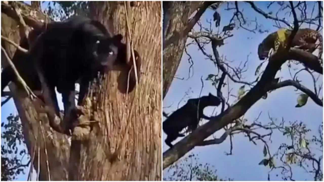 Video : ...जेव्हा दोन क्रूर शिकारी एकमेकांसमोर येतात; बिबट्याला टक्कर देण्यासाठी Black panther झाडावर!