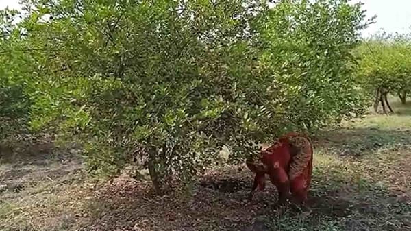 Lemon Production: मागणी वाढली अन् उत्पादन घटलं, नैसर्गिक संकटाने सर्वकाही हिरावलं