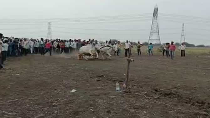 बैलगाडा शर्यतीच्या परवानगीमुळे संस्कृतीचे जतन अन् ग्रामीण अर्थव्यवस्थेला बळकटीही