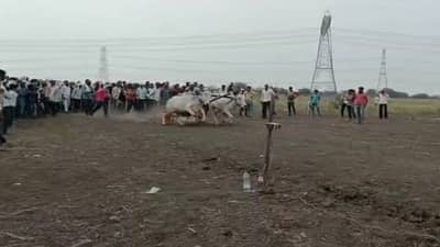 बैलगाडा शर्यतीच्या परवानगीमुळे संस्कृतीचे जतन अन् ग्रामीण अर्थव्यवस्थेला बळकटीही