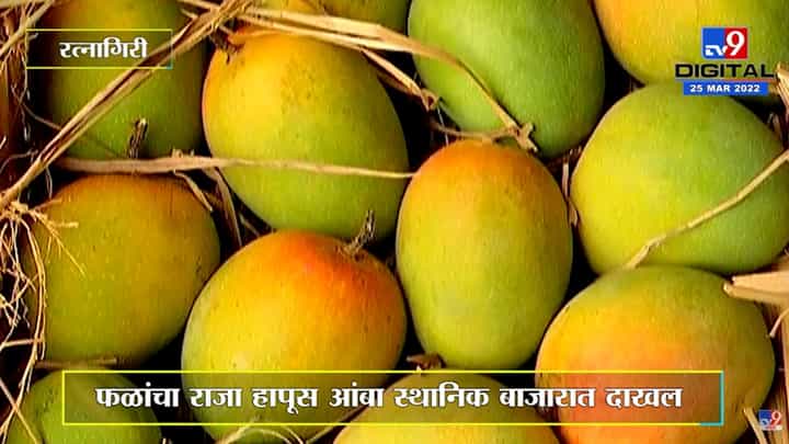 Hapus : स्थानिक बाजारात आंबा 15 दिवस उशिरानं दाखल, भाववाढीमुळे खवय्यांना पाहावी लागणार वाट Hapus : स्थानिक बाजारात आंबा 15 दिवस उशिरानं दाखल, भाववाढीमुळे खवय्यांना पाहावी लागणार वाट