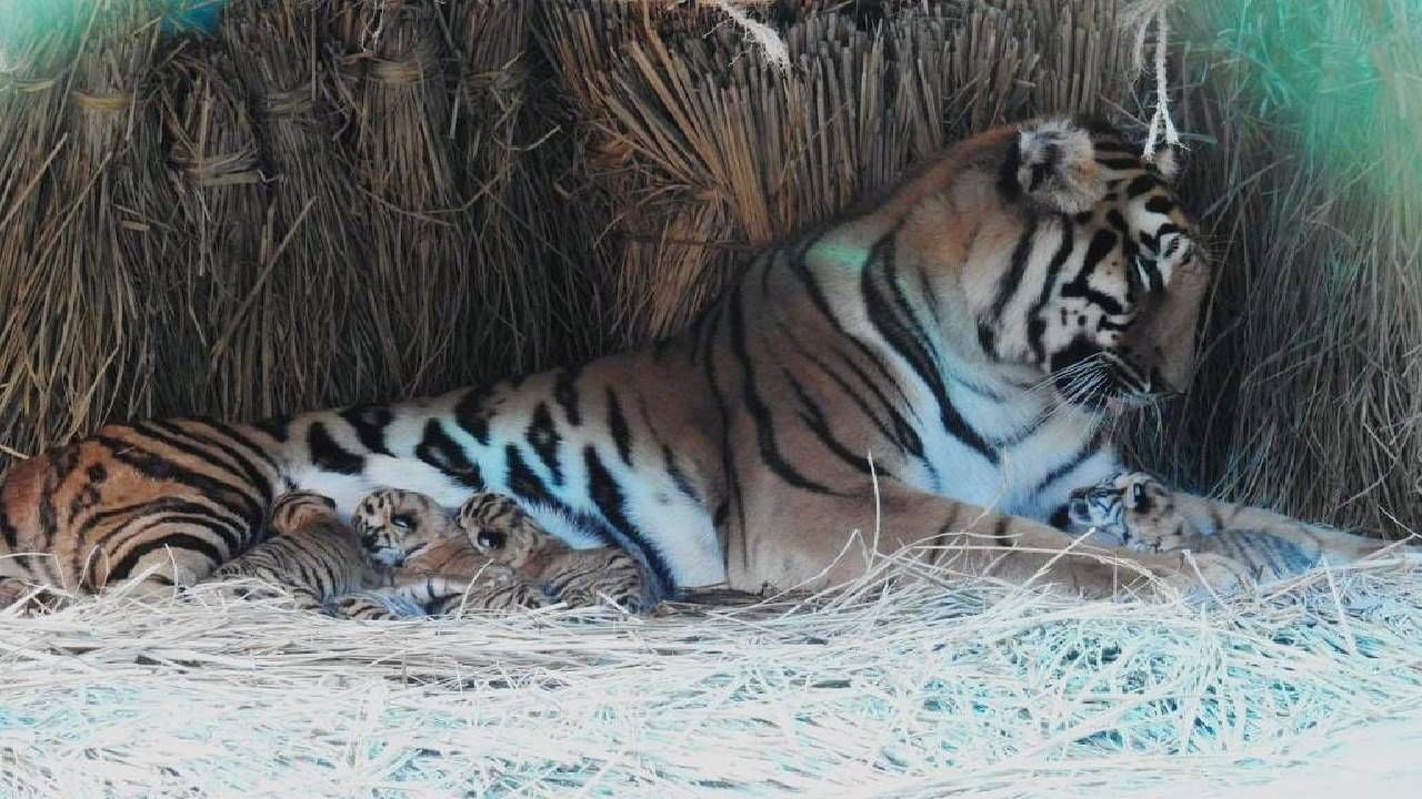 आपणासा कळविण्यास दु:ख होते की, देशाची शान असलेल्या शिलाबद्दल बंगालमधून दु:खद वृत्त