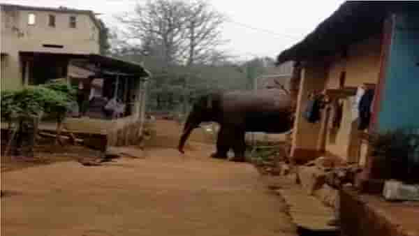 आजऱ्याचा चाळोबा गणेश अडकुरच्या घटप्रभेत; भरदिवसा केंचेवाडीत घुसला