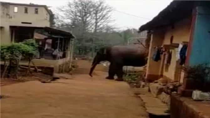 आजऱ्याचा चाळोबा गणेश अडकुरच्या घटप्रभेत; भरदिवसा केंचेवाडीत घुसला
