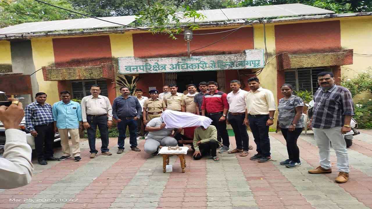 Nagpur Crime | अजनीमध्ये Star कासवांची तस्करी, वन विभागाने तीन आरोपींना केली अटक
