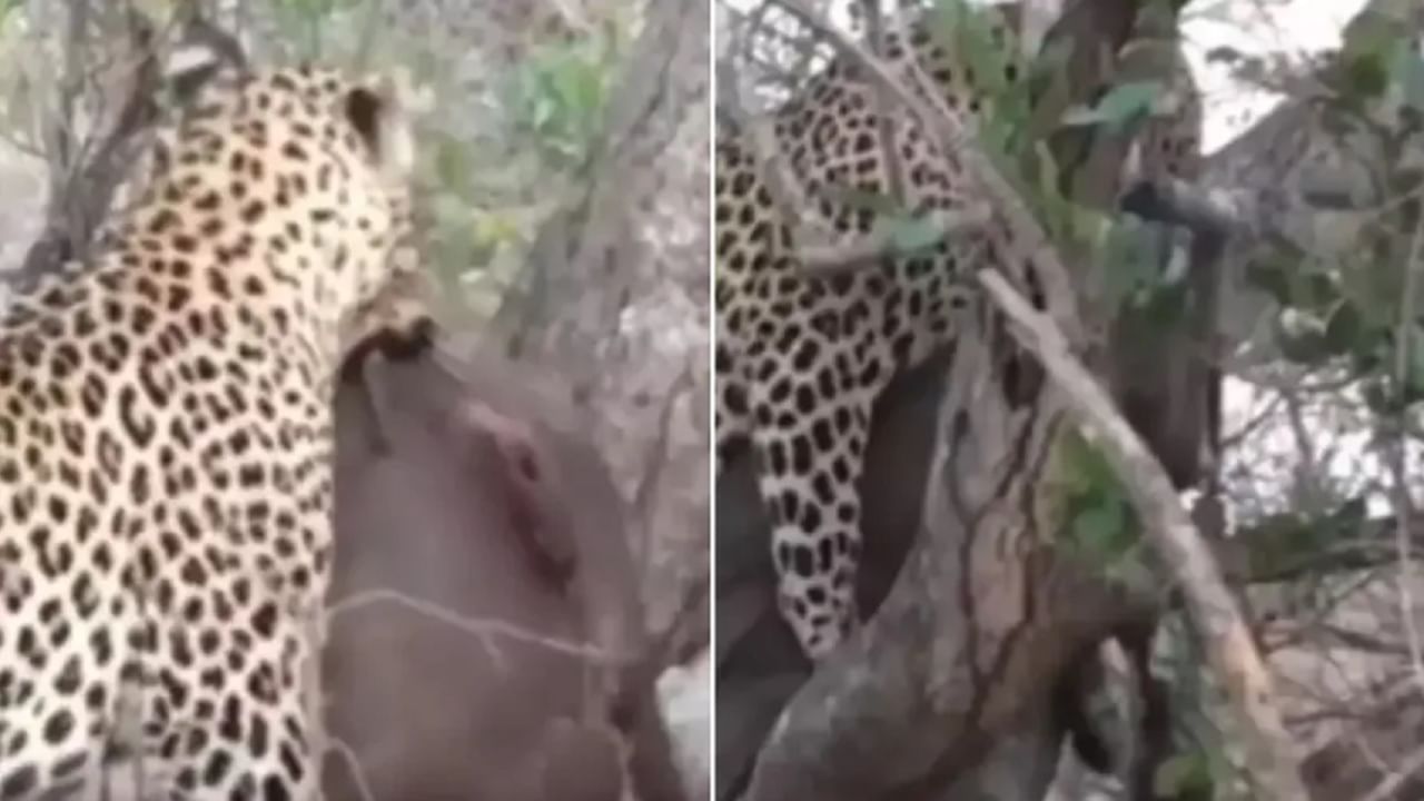 VIDEO : कमालच झाली! मोठी शिकार जबड्यात, बिबट्या तरतर चढला झाडावर....पाहा थक्क करणारा व्हिडीओ