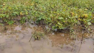 Latur : प्रतीक्षा संपली, उर्वरित 25 टक्केही रक्कम शेतकऱ्यांच्या खात्यावर