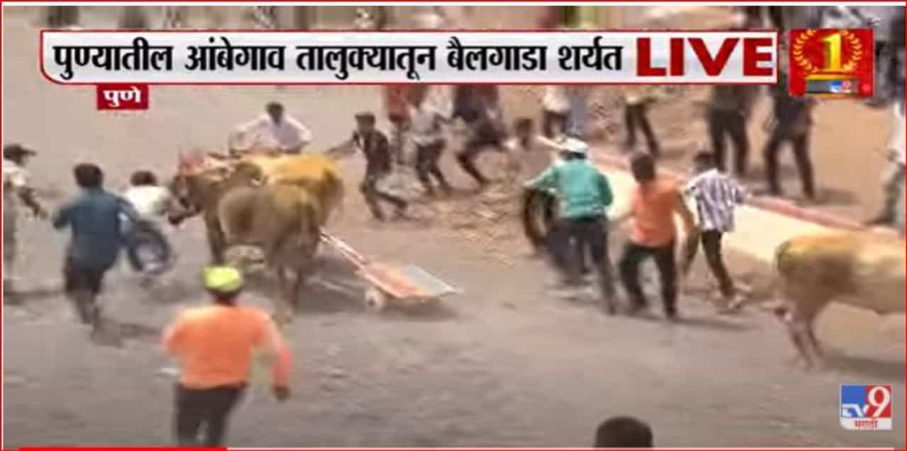 पुण्यातील आंबेगावमध्ये बैलगाडा शर्यतीचा थरार