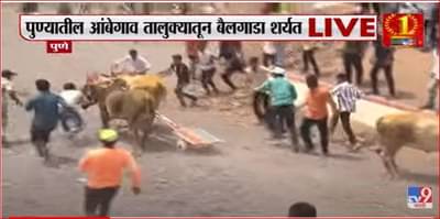 पुण्यातील आंबेगावमध्ये बैलगाडा शर्यतीचा थरार