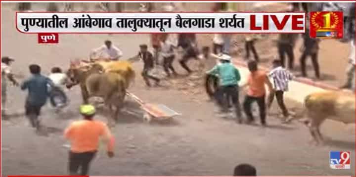 पुण्यातील आंबेगावमध्ये बैलगाडा शर्यतीचा थरार पुण्यातील आंबेगावमध्ये बैलगाडा शर्यतीचा थरार