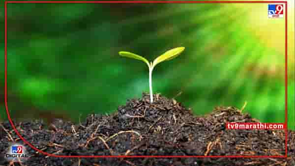 Drip Irrigation : पीक पध्दतीमध्येच नाही तर सिंचनामध्येही बदल, चार वर्षात शेतकऱ्यांना समजले पाण्याचे महत्व