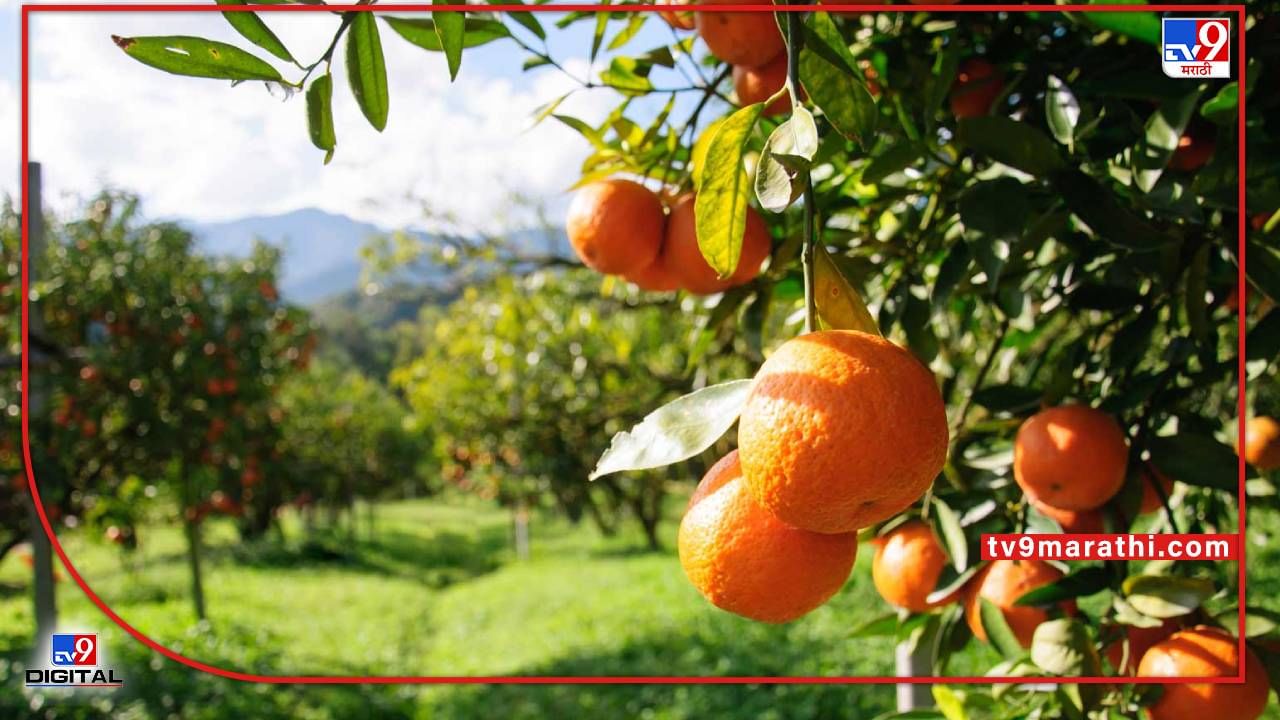 Orchard Cultivation: पारंपरिक पिकांना डावलून फळबाग क्षेत्रात वाढ,योजनांचा लाभ उत्पादनात वाढ अन्
