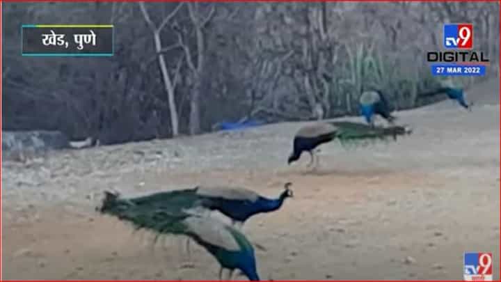 चारा-पाण्याच्या शोधात मोरांची मानवी वस्तीकडे धाव चारा-पाण्याच्या शोधात मोरांची मानवी वस्तीकडे धाव