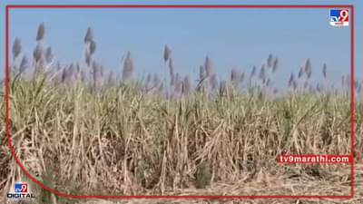 Nanded : तोडणीअभावी सर्वात मोठ्या नगदी पिकाचे नुकसान, हंगाम अंतिम टप्प्यात तरीही ऊस फडात