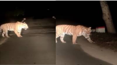 VIDEO : गडचिरोलीमधील पट्टेदार वाघाचा रस्ता ओलांडतांनाचा खतरनाक व्हिडीओ सोशल मीडियावर व्हायरल!