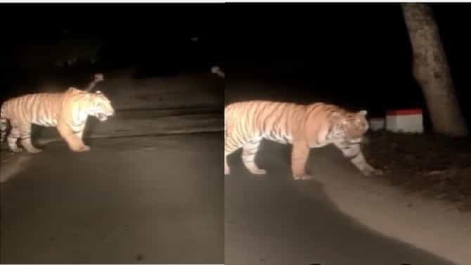 VIDEO : गडचिरोलीमधील पट्टेदार वाघाचा रस्ता ओलांडतांनाचा खतरनाक व्हिडीओ सोशल मीडियावर व्हायरल!