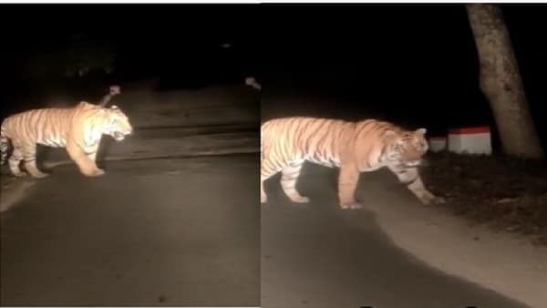VIDEO : गडचिरोलीमधील पट्टेदार वाघाचा रस्ता ओलांडतांनाचा खतरनाक व्हिडीओ सोशल मीडियावर व्हायरल!