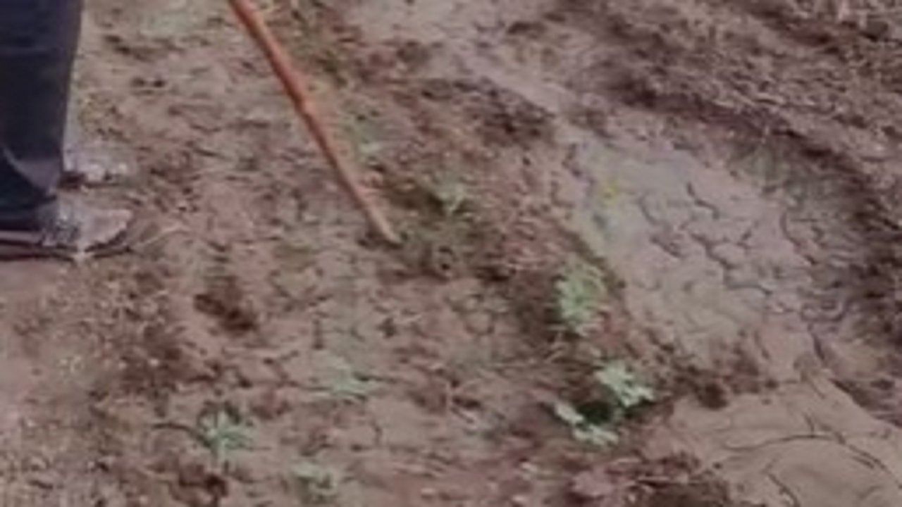 Akola | शेतशिवारात बिबट्याचा कुत्र्यावर हल्ला! कुत्र्याचे लचकेच तोडले, राखणीसाठी जाणारे शेतकरी भयभीत