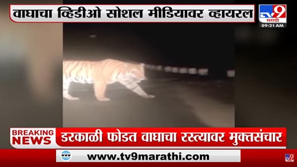 डरकाळी फोडतच आला वाघ! Gadchiroliमध्ये मुक्तसंचार, Video viral