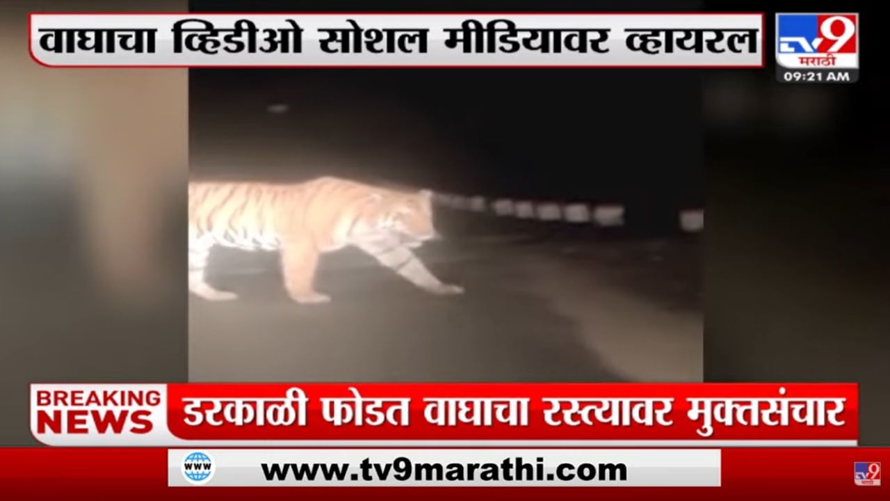 डरकाळी फोडतच आला वाघ! Gadchiroliमध्ये मुक्तसंचार, Video viral