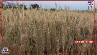 निसर्गाचा लहरीपणा त्यात बाजारपेठेतील अस्थिरता, गव्हाची विक्री की साठवणूक, पुन्हा शेतकरी संभ्रमात