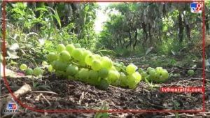 Grape Damage : ज्याची भीती तेच झाले, व्यापाऱ्यांनीच द्राक्ष खरेदी थांबवली, निसर्गापुढे शेतकरी हताश
