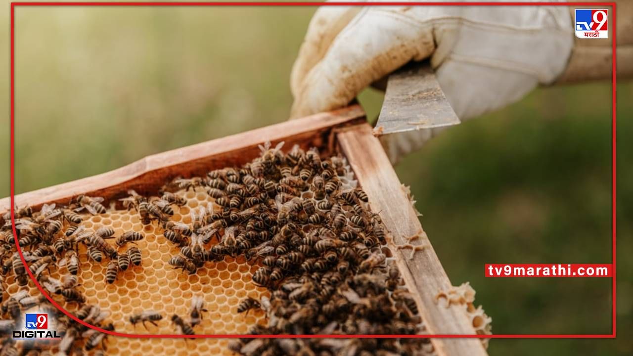 मधमाश्यांचे पालन, अल्पभूधारकांचे वाढेल उत्पादन, कृषी विज्ञान केंद्राकडूनही मदतीचा हात