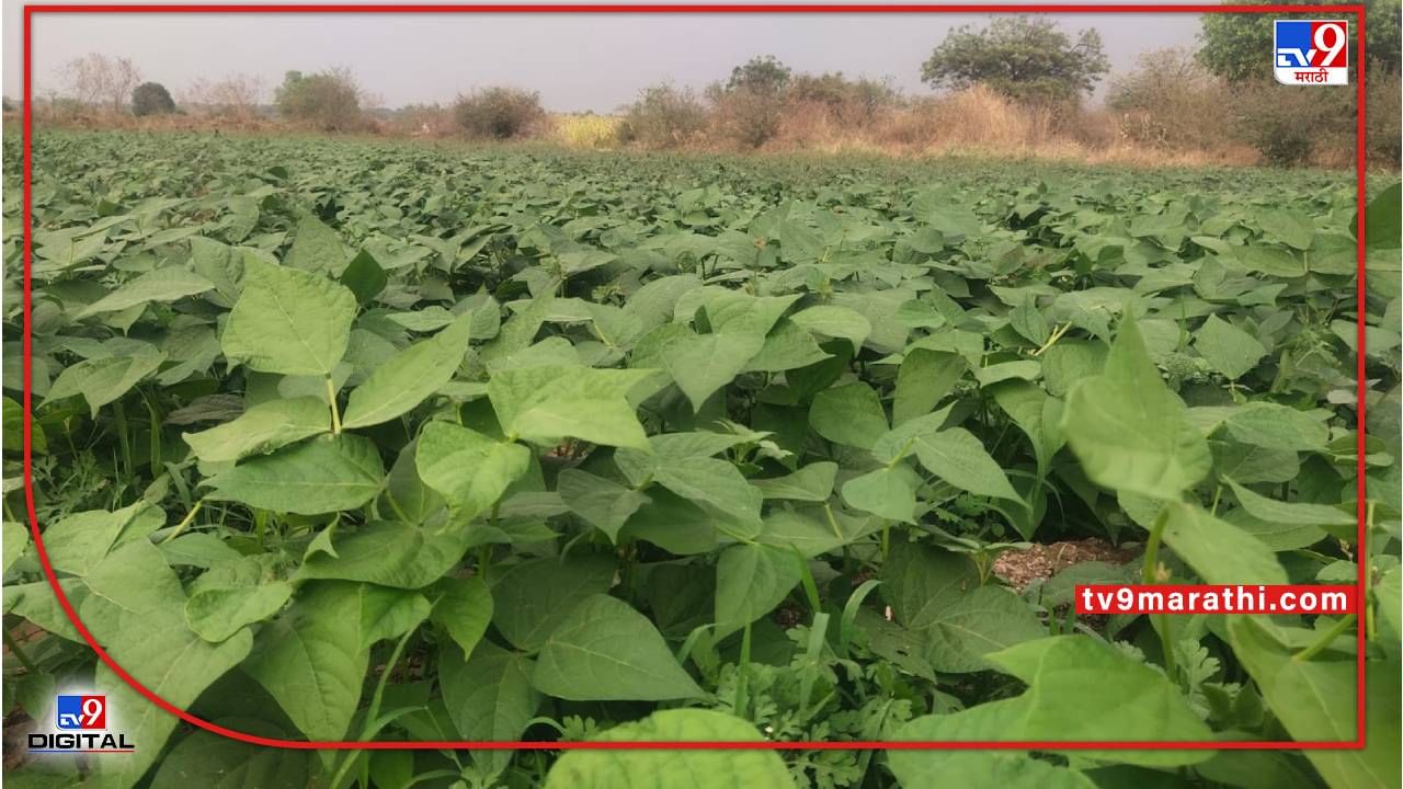 Soybean : उन्हाळी हंगामात विक्रमी सोयाबीन, खरिपातील बियाणांचाही प्रश्न लागणार मार्गी