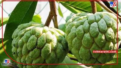 Summer Season: कीड नियंत्रण हेच सीताफळाचे उत्पादन वाढीचे सूत्र, उन्हाळी बहरात योग्य व्यवस्थापन गरजेचे