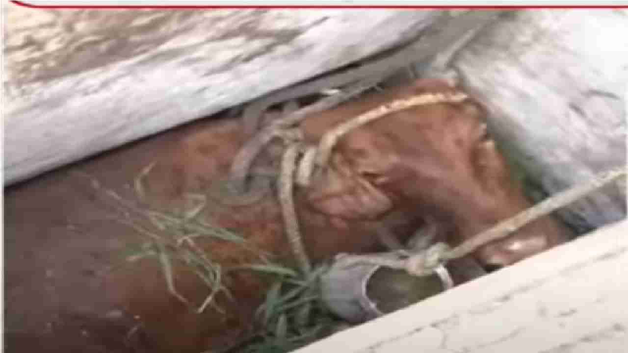 Cow in Drainage Video | ड्रेनेजच्या टाकीत गाय पडली, मुंबईत दादर कबुतर खान्याजवळ प्रकार