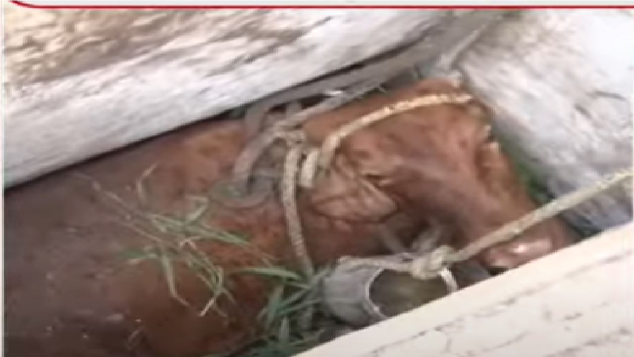 Cow in Drainage Video | ड्रेनेजच्या टाकीत गाय पडली, मुंबईत दादर कबुतर खान्याजवळ प्रकार