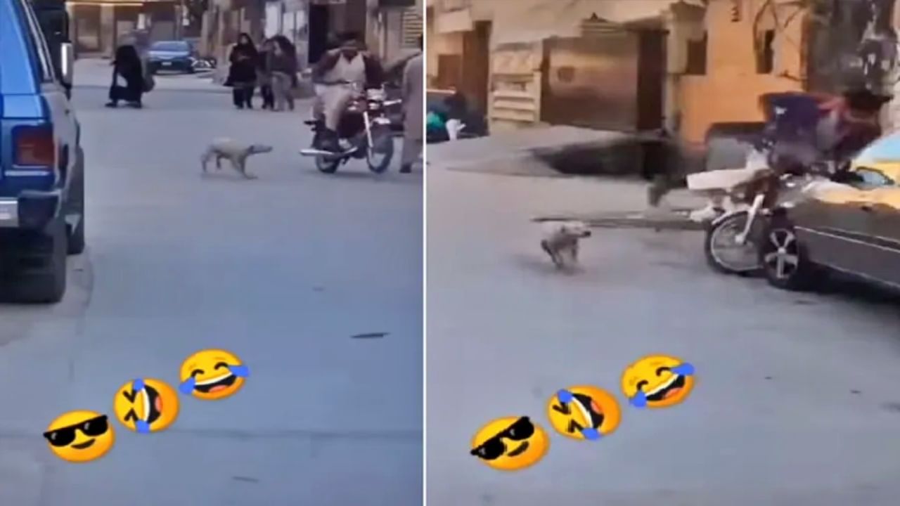 कुत्र्यानं असं काही पळवलं, की धाडकन् कारला जाऊन आदळला; Funny video viral