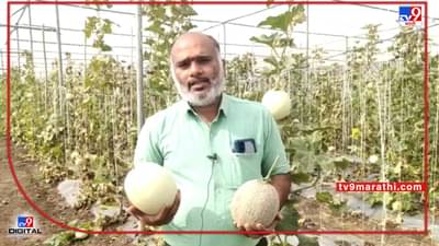 Success Story | रुग्णसेवा करत काळ्या आईचीही मशागत, डॉक्टरांनी पिकवलेले खरबूज आता परदेशात निघाले, वाचा सविस्तर