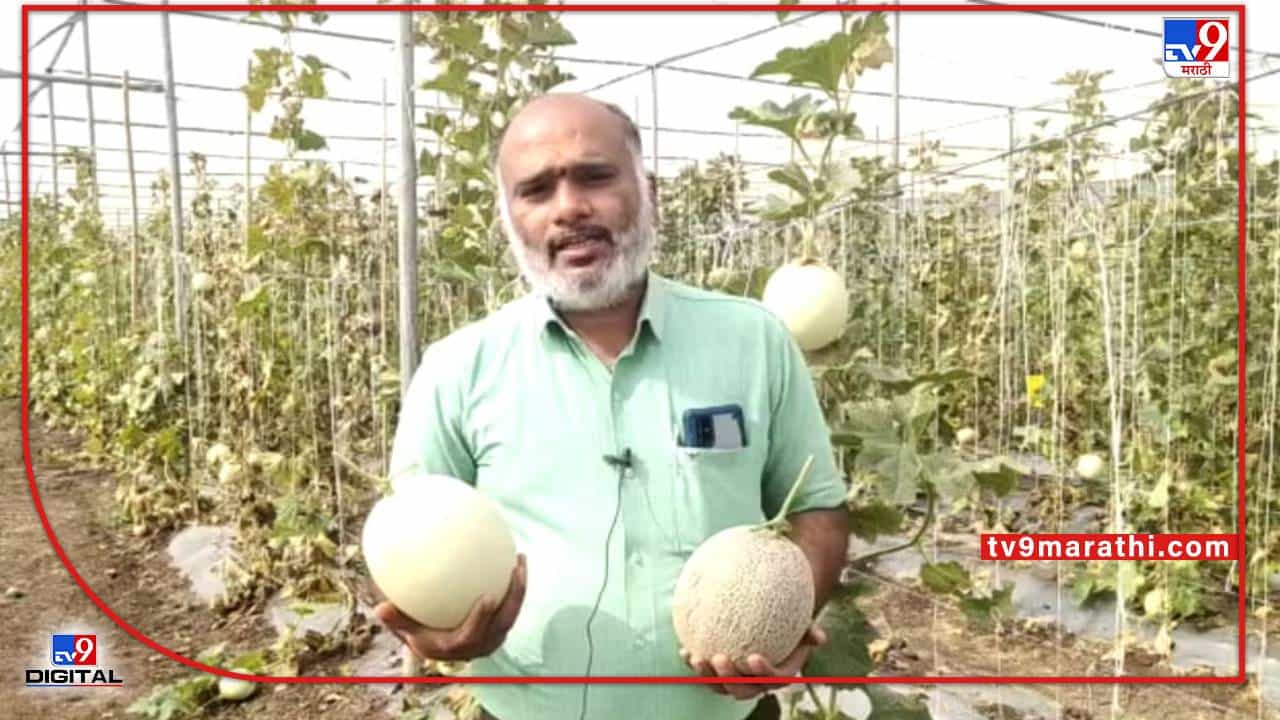 Success Story | रुग्णसेवा करत काळ्या आईचीही मशागत, डॉक्टरांनी पिकवलेले खरबूज आता परदेशात निघाले, वाचा सविस्तर