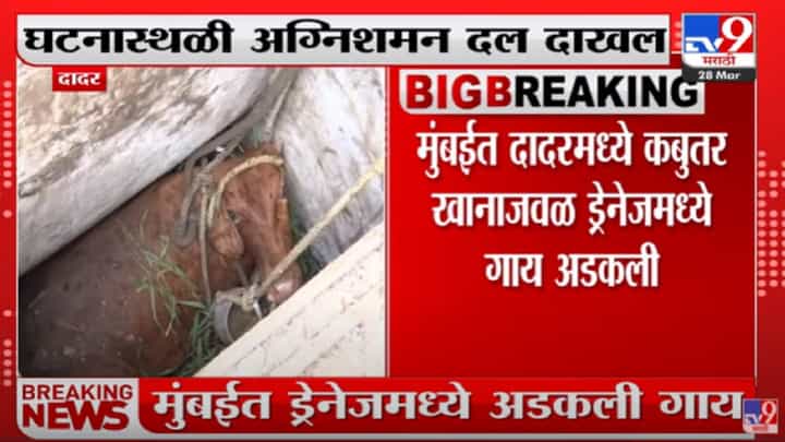 Dadar मध्ये अडकलेल्या गाईला बाहेर काढण्यासाठी शर्थीचे प्रयत्न सुरू Dadar मध्ये अडकलेल्या गाईला बाहेर काढण्यासाठी शर्थीचे प्रयत्न सुरू