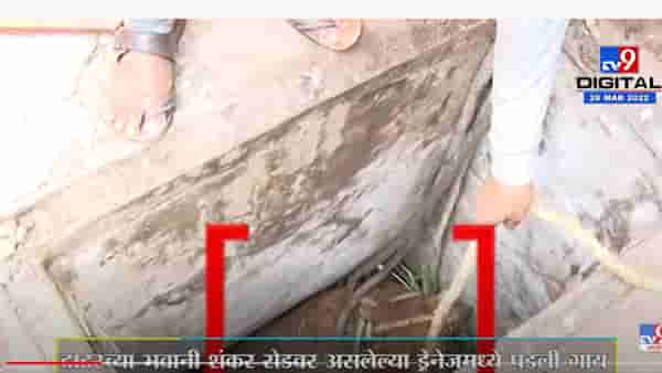 दादरच्या भवानी शंकर रोडवर असलेल्या ड्रेनेजमध्ये पडली गाय
