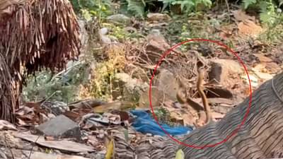 Snakes rare moments : कॅमेऱ्यात कैद नागांची प्रणयक्रीडा; वडाळ्यातला दुर्मीळ Video viral