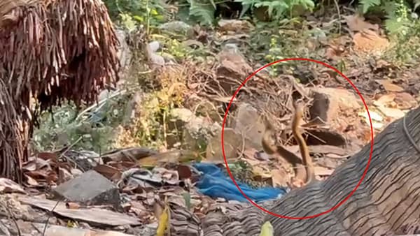 Snakes rare moments : कॅमेऱ्यात कैद नागांची प्रणयक्रीडा; वडाळ्यातला दुर्मीळ Video viral