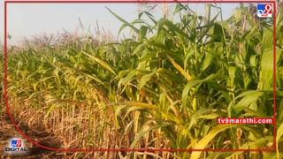 Maharashtra : धान उत्पादक शेतकऱ्यांना ना बोनस ना एकरी मदत, राज्य सरकारकडून निराशा