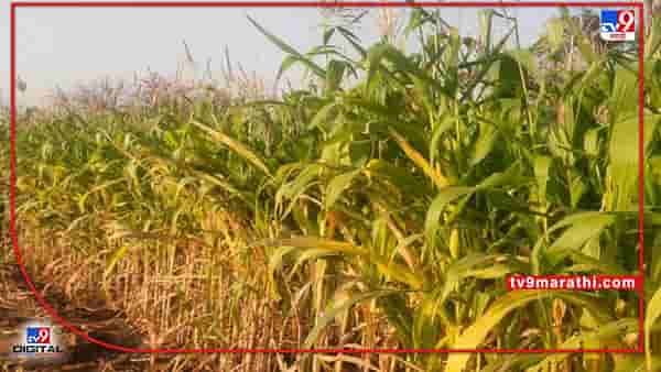 Bhandara : पीक पध्दतीमध्ये बदल, धान शेतीला मकाचा उत्तम पर्याय, कमी खर्चात अधिकचे उत्पादन