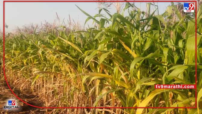 Bhandara : पीक पध्दतीमध्ये बदल, धान शेतीला मकाचा उत्तम पर्याय, कमी खर्चात अधिकचे उत्पादन