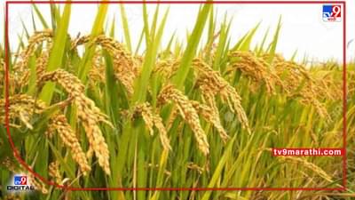 Maharashtra : धान उत्पादक शेतकऱ्यांना ना बोनस ना एकरी मदत, राज्य सरकारकडून निराशा